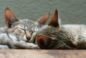 wild cats
