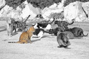 wild cats